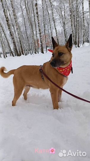 Красивая собака в добрые руки