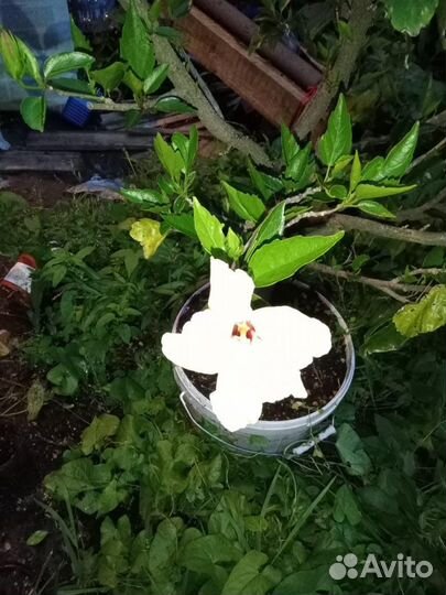 Гибискус китайская роза двуцветный