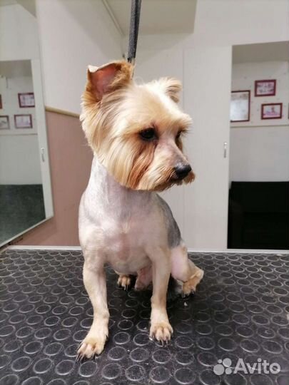 Стрижка животных