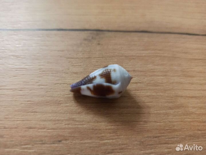 Морская раковина