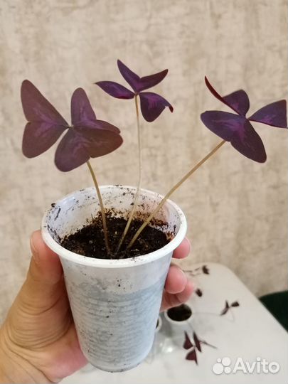 Кислица оксалис ростки