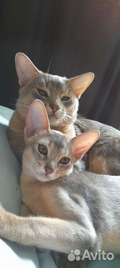 Абиссинские котята