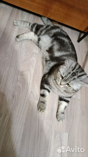 Шотландский кот на вязку