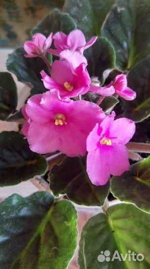 Лист Фиалки