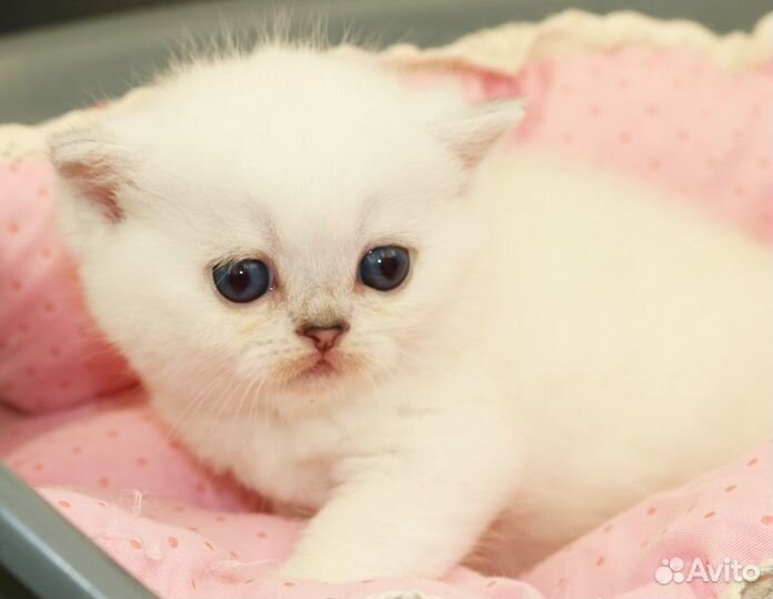 Британские шиншиллы с сапфировыми глазками