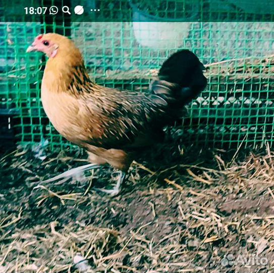 Петухи и куры