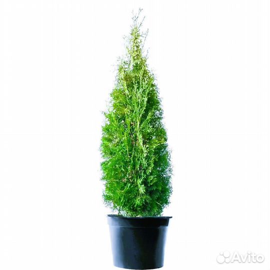 Туя западная Холмструп Thuja осс. Holmstrup 140+ с