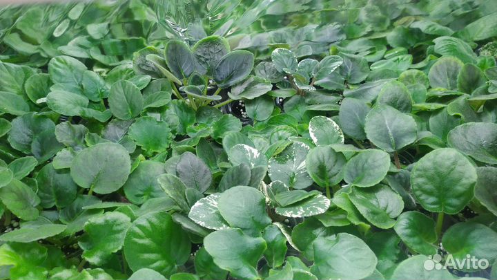 Детки сортовых фиалок