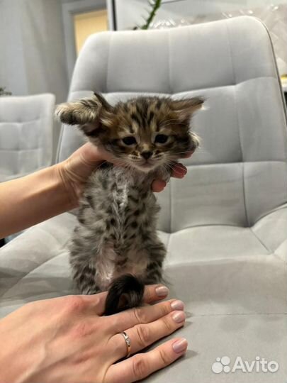 Кошка бенгальская