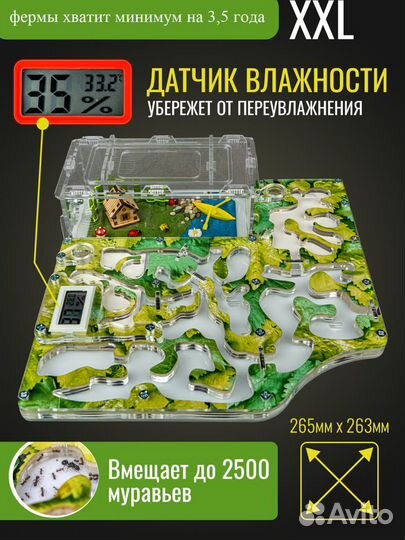 Муравьиная ферма 