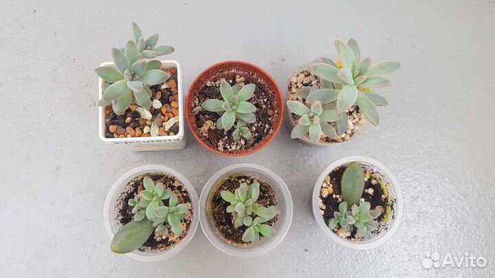 Суккуленты