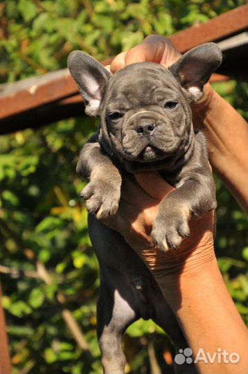 Французские бульдоги 2 мес