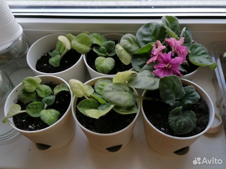 Фиалка в горшках