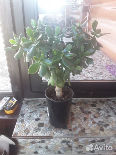 Денежное дерево или толстянка