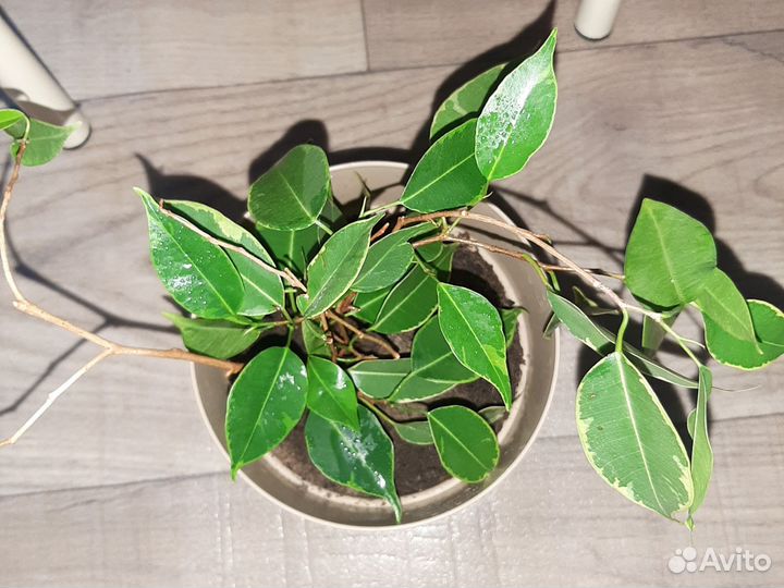 Фикус бенджамина