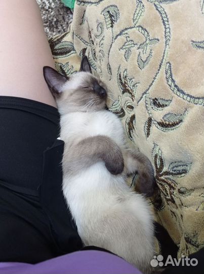 Передержка кошек