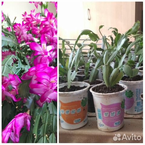 Отростки розового декабриста