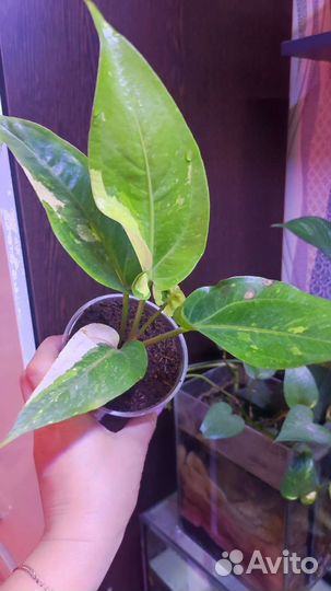 Антуриум ренисанс вар