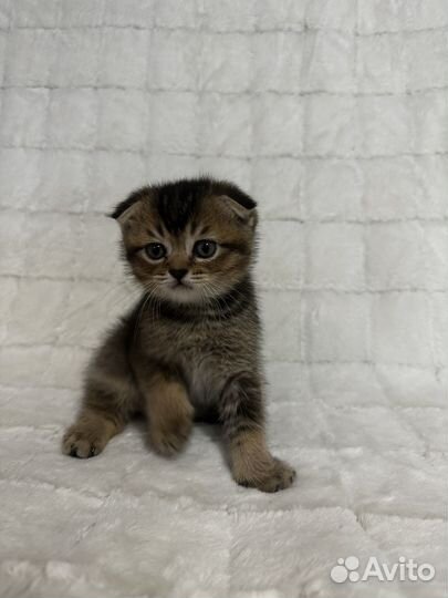 Шотланский вислоухий котенок шиншилла