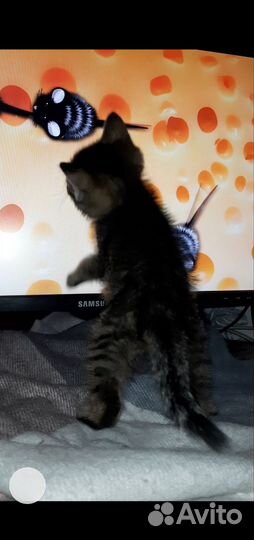 Котенок мальчик