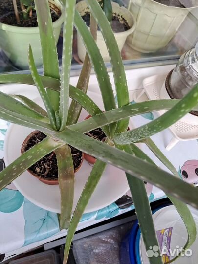 Комнатные цветы алоэ