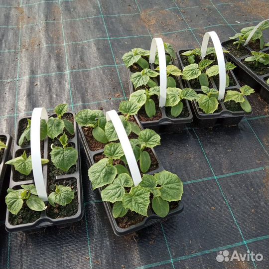 Рассада цветы, овощи, саженцы