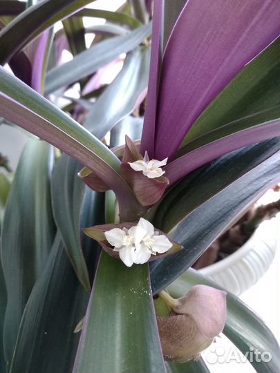 Растение Рео