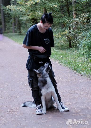 Кинолог, дрессировка собак