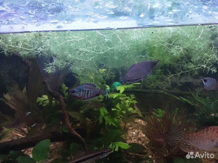 Растения для аквариума бесплатно