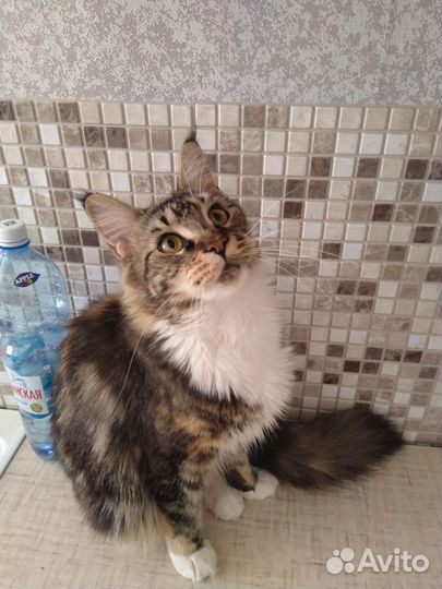 Пара мейн-кун