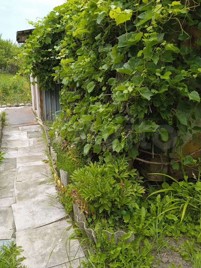 Участок 6 сот. (СНТ, ДНП)