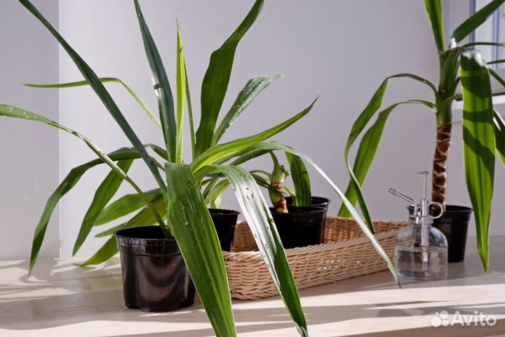 Комнатные растения юкка