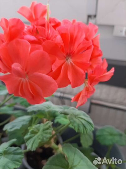 Пеларгония герань