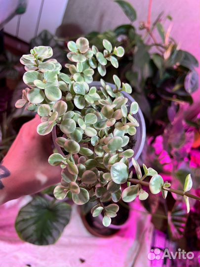 Портулакария афра вариегатная