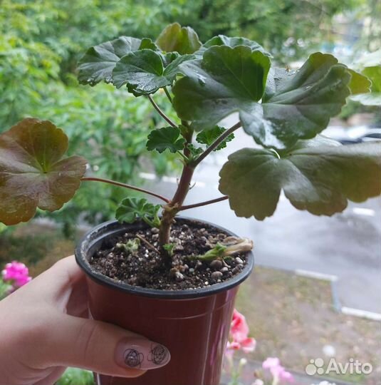 Герань пеларгония