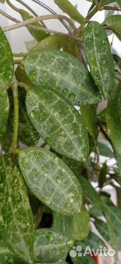 Хойя Obovata variegata