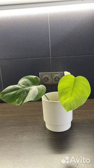 Монстера вариегатная Альба укорененная