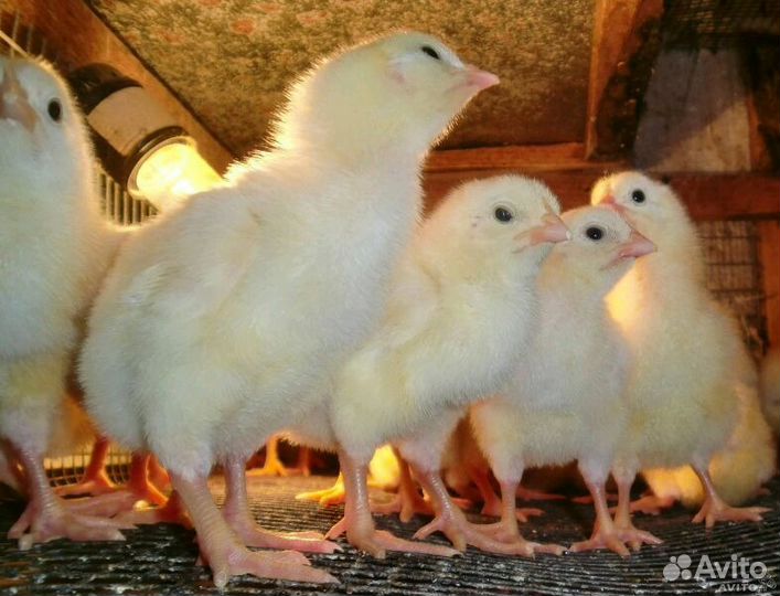 Цыплята суточные