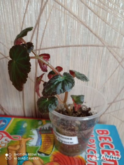 Бегония ампельная