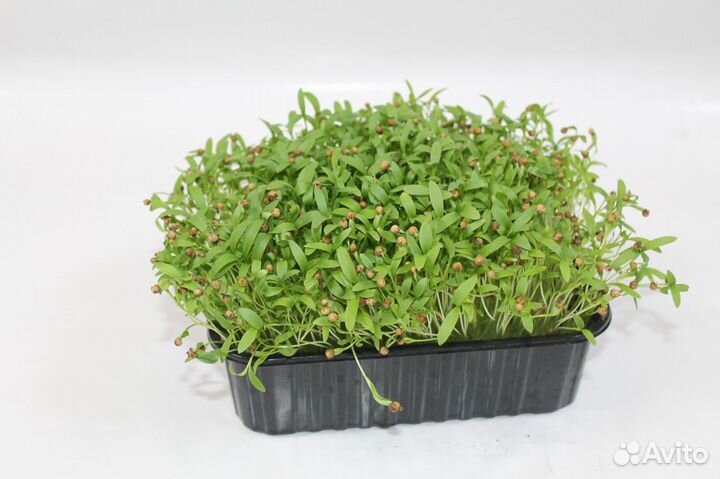 Микрозелень