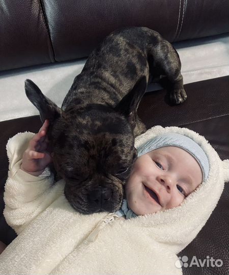 Вязка французкий бульдог (голубой мерле)