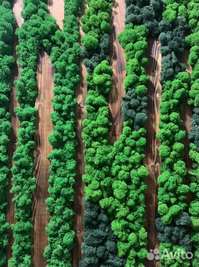 Мох, искусство, картина