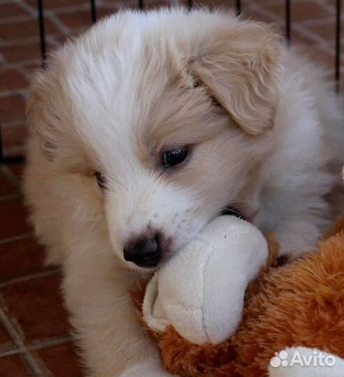 Бордер колли-щенята