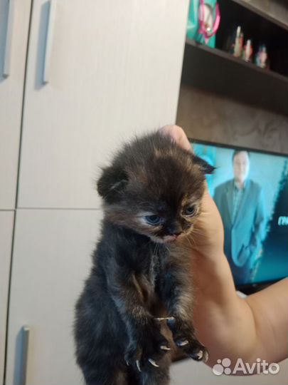 Котята в дар бесплатно