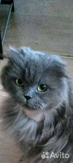 Ксюша-вислоух.длинношерстн.шотландка/хайленд фолд