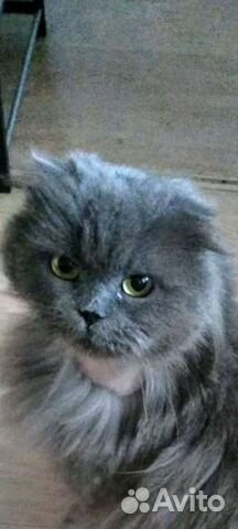 Ксюша-вислоух.длинношерстн.шотландка/хайленд фолд