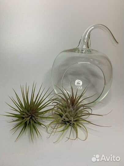 Тиллансия атмосферная