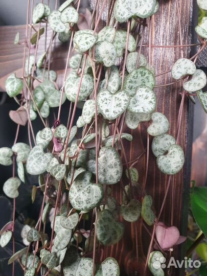 Дисхидия хирсута