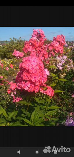 Флоксы, рудбекия и др.многолетние цветы