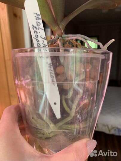 Фаленопсис